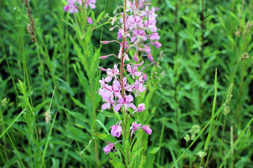 Willow-herb. Perennial herb medicinal plant.