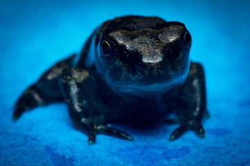 Macro Tiny Frog