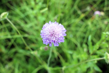 Scabious.  Gentle lilac scabiosa flower on  blurred background.