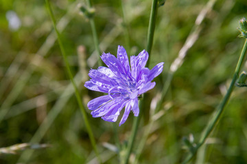 Common chicory blooming in a meadow