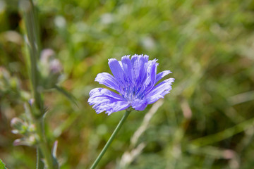 Common chicory blooming in a meadow
