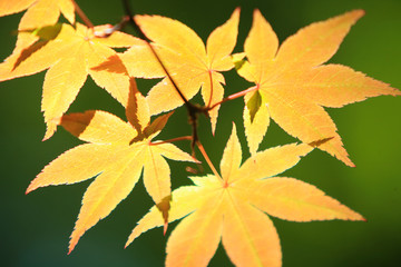 紅葉のもみじ