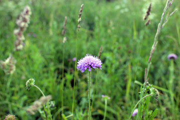 Scabious.  Gentle lilac scabiosa flower on  blurred background.
