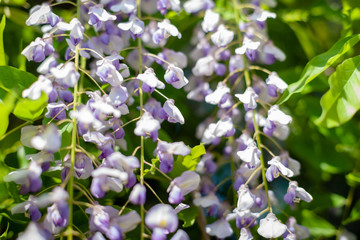 Close up of blooming wisteria flowers