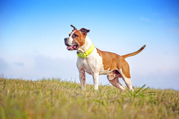 Dog posing in green grass. He is a brown and white staffordshire terrier. Behind him is a blue sky. 