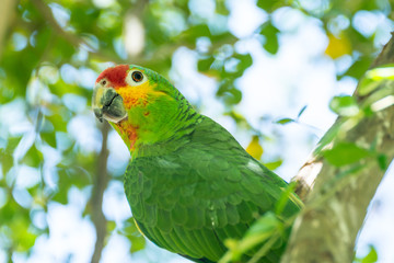 parrots