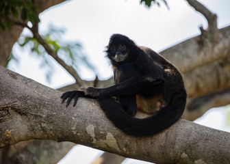 adult spider monkey is concerned about your behavior
