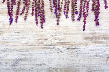 A bouquet of medicinal herb sage on a white wooden background for text. Copy space, flatly, isolated