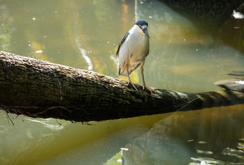 black crowned night heron has spotted you