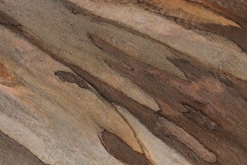 Wooden texture. Platan tree. Natural texture background. Abstract background