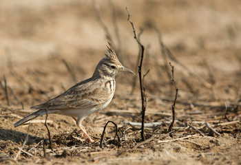 Crested lark, Bahrain 