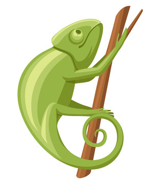 Cartoon chameleon climb on branch. Small green lizard. Chameleon logo design, flat icon. Vector illustration isolated on white background