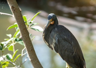 tri colored heron has spotted something of interest