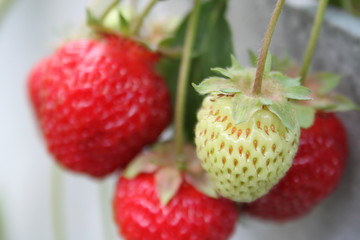 strawberry