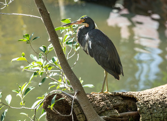 tri colored heron poses for a side profile shot