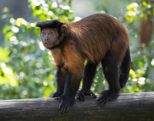 tufted Capuchin has spotted you