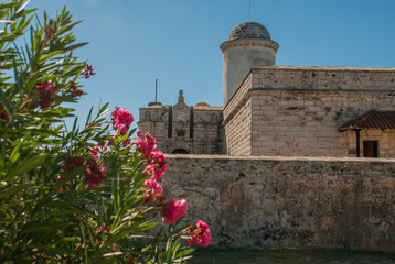 Red flowers on the background of the old Fortress Fortaleza de Jagua. Castillo de Jaguar. Cuba, Cienfuegos.