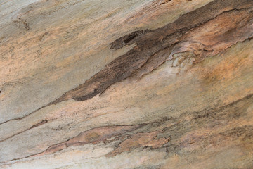 Wooden texture. Platan tree. Natural texture background. Abstract background