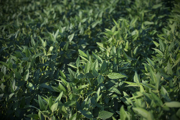 Agriculture, green cultivated soy bean field in late spring or early summer, selective focus