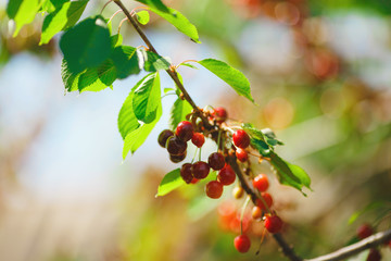 cherry or sweet cherry on the tree