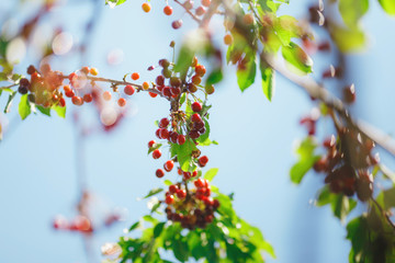 cherry or sweet cherry on the tree