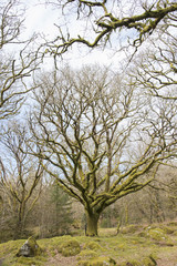 Fototapeta premium Bare tree on Dartmoor
