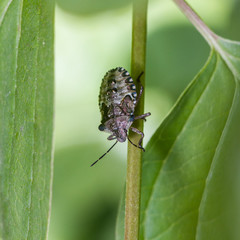 Red-legged Shieldbug - Pentatoma rufipes - final instar nymph