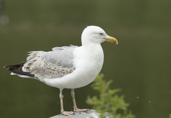 Herring gull