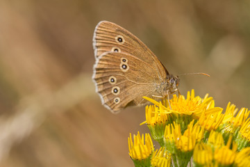Ringlet - Aphantopus hyperantus