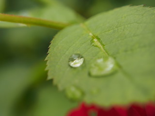 A clear drop of water on a leaf of the plant. After the rain. Dew.