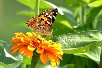 A Painted Lady Butterfly feeds on the heirloom zinnias blooming in my flower garden.
