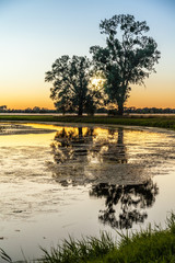 Zwei Bäume im Sonnenuntergang am Rande eines kleinen Flusses