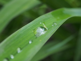 A clear drop of water on a leaf of the plant. After the rain. Dew.