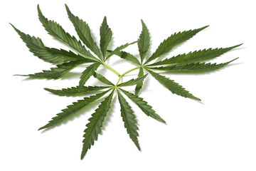 Cannabis Sativa leaves isolated on white background