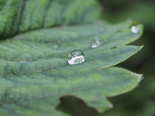 A clear drop of water on a leaf of the plant. After the rain. Dew.