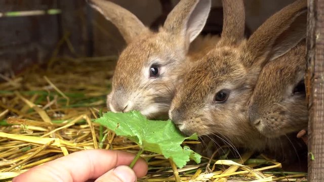 Feeding Small Rabbits