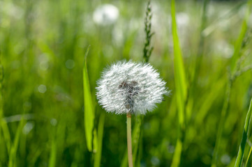 White dandelion on a blurred background of grass