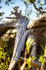 Old tree by the marsh