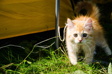 little red cat on the grass
