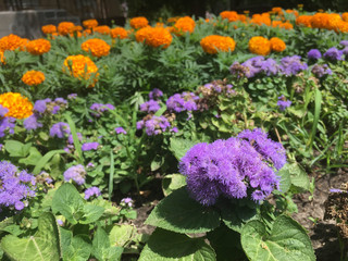 marigold and blue flowers in the garden