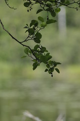 liście, drzewo, zielony, leaves, tree, green