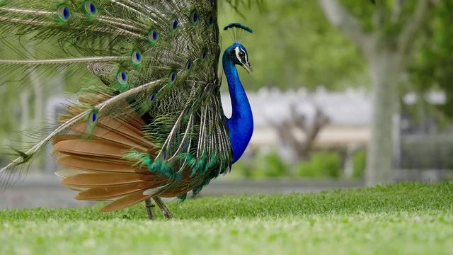 Beautiful peacock close-up