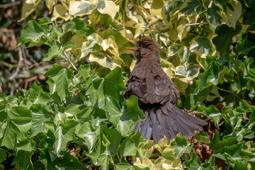 Blackbird chick.