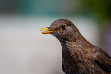Blackbird chick.
