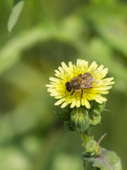 Abeja en su trabajo	