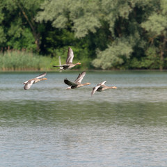 greylag geese in flight