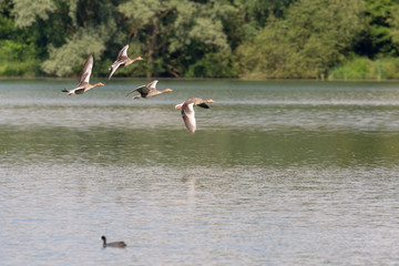 greylag geese in flight