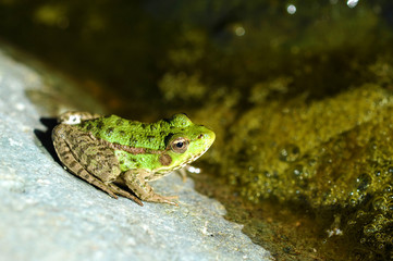 young and green lake frog