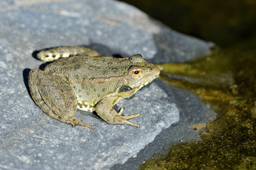 lake frog basking on a rock