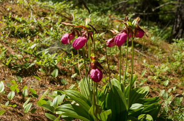 Cluster of Pink Lady's Slipper flowers past their prime